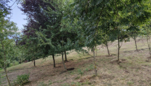 4 sot sot Torpaq, Satış, Lerik
