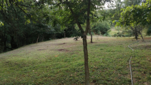 4 sot sot Torpaq, Satış, Lerik