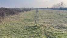 75 sot Torpaq, Satış, Göyçay