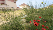 12 sot Torpaq, Satış, Bakı, Xəzər