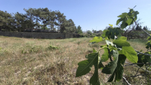 15 sot Torpaq, Satış, Bakı, Xəzər