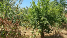 3 otaqlı Villa / Həyət evi, Satış, Bakı, Xəzər, Koroğlu