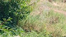 3 otaqlı Villa / Həyət evi, Satış, Abşeron