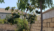 3 otaqlı Villa / Həyət evi, Satış, Abşeron