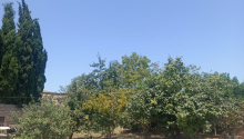 6 sot Torpaq, Satış, Abşeron