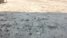 6 sot Torpaq, Satış, Abşeron