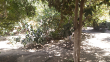 5 sot Torpaq, Satış, Bakı, Sabunçu