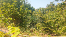 4 otaqlı Villa / Həyət evi, Satış, Abşeron