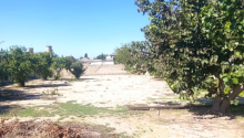 12 sot Torpaq, Satış, Bakı, Sabunçu, Koroğlu