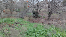 3 sot Torpaq, Satış, Bakı, Xətai