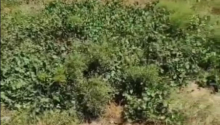 7 sot Torpaq, Satış, Bakı, Sabunçu
