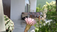 3 otaqlı Bağ evləri, Kirayə (gündəlik), Şəki