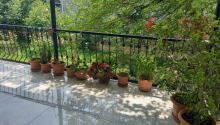 3 otaqlı Bağ evləri, Kirayə (gündəlik), Şəki
