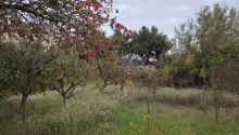 15 sot Torpaq, Satış, Bakı, Xəzər, Koroğlu