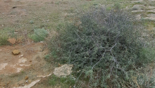 7 sot Torpaq, Satış, Bakı, Səbail