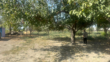 5 otaqlı Obyekt, Satış, Göyçay