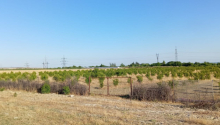 200 sot Torpaq, Satış, Göyçay