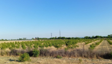 200 sot Torpaq, Satış, Göyçay