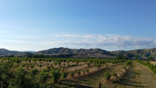 200 sot Torpaq, Satış, Göyçay
