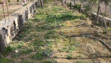 12 sot Torpaq, Satış, Abşeron