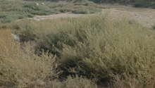 10 sot Torpaq, Satış, Bakı, Sabunçu