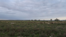 60 hektar Torpaq, Satış, Sumqayıt