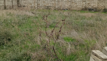 5 sot Torpaq, Satış, Abşeron