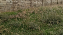 5 sot Torpaq, Satış, Abşeron
