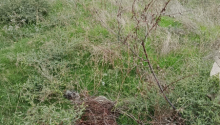 5 sot Torpaq, Satış, Abşeron